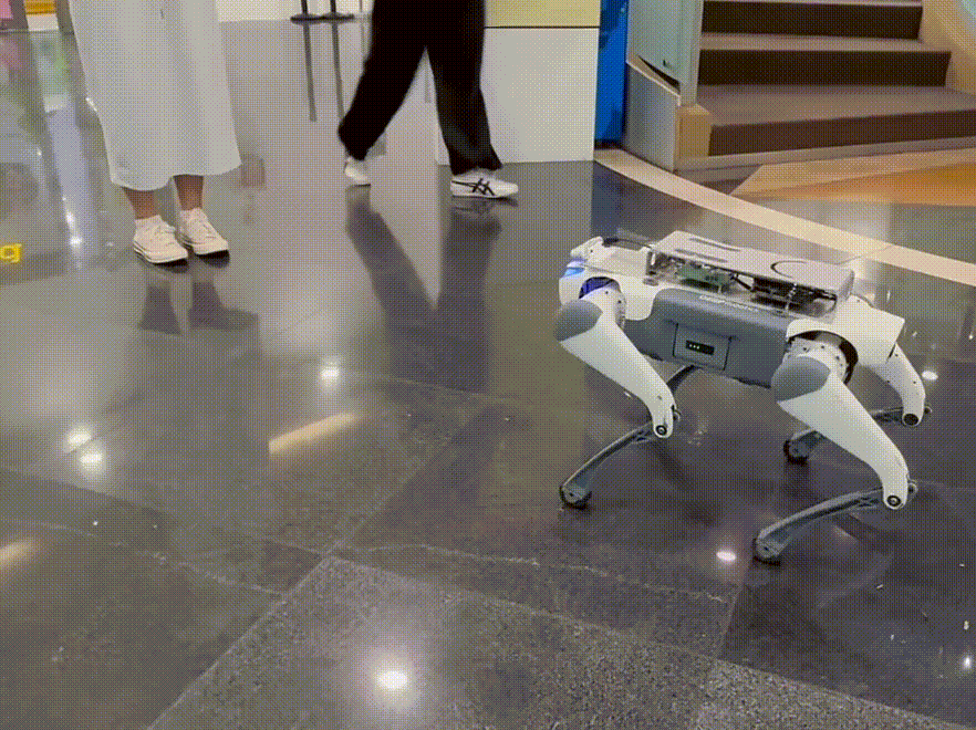 kivi.gif